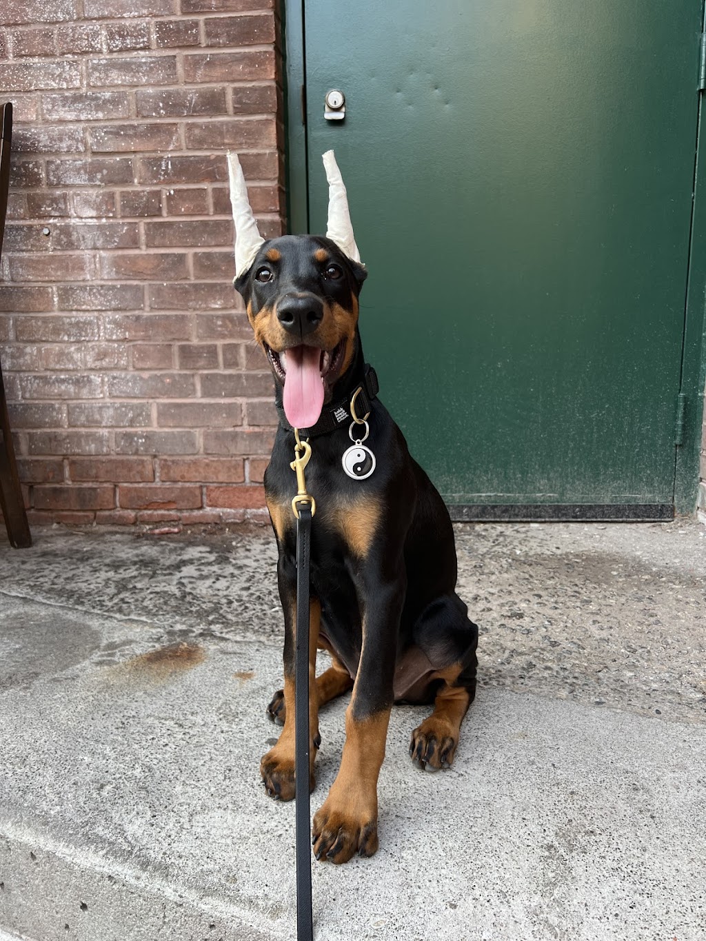 Black Hill Dobermans | 182 Morgan Rd, Bloomfield, ON K0K 1G0, Canada | Phone: (343) 263-3552