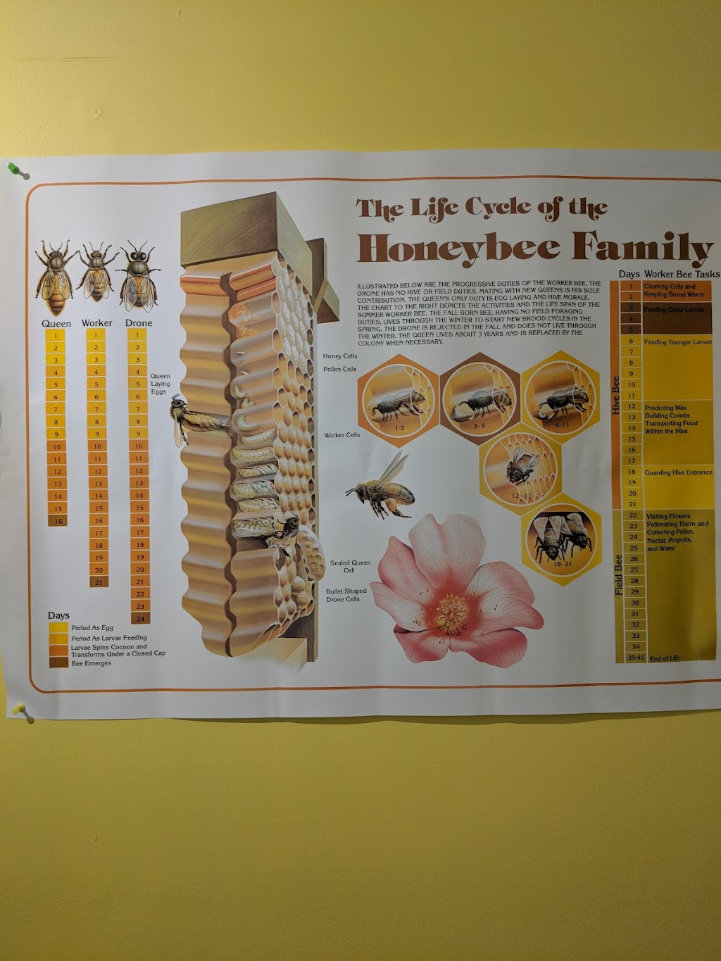 Beekeeping Techopia | 3117 Boul Industriel, Laval, QC H7L 4P8, Canada | Phone: (450) 239-1517