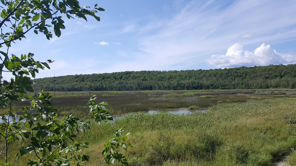 Bognor Marsh Management Area | 104277 Grey County Rd 18, Bognor, ON N0H 1E0, Canada | Phone: (519) 376-3076