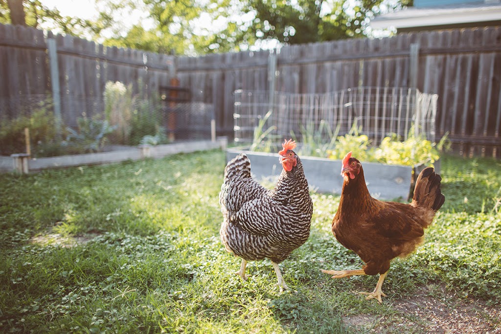 CITY Chickens | 50°4848.0"N, 52 6"W #113°54, Foothills, AB T1S 5A6, Canada | Phone: (403) 667-6735