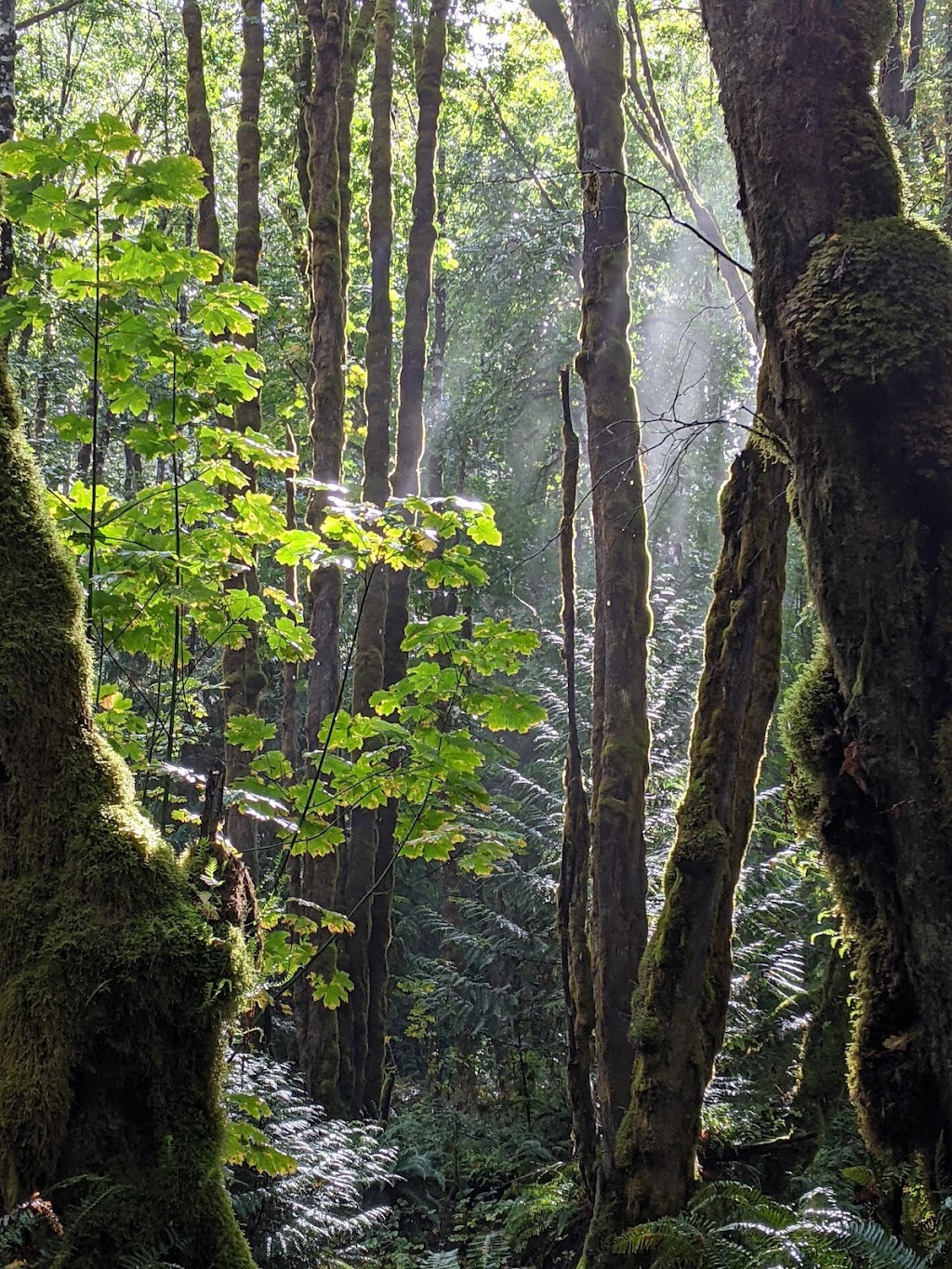 Fossli Park Trail | Unnamed Road, Alberni-Clayoquot D, BC V0R 2B0, Canada | Phone: (250) 720-2700