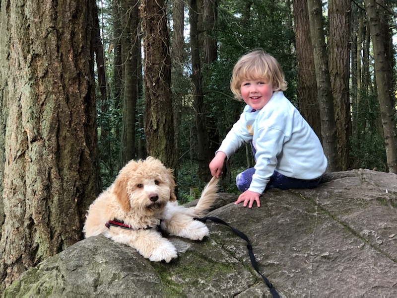 Lagotto Romagnolo of Canada | 420 Lowrys Rd, Parksville, BC V9P 2B5, Canada | Phone: (780) 573-8628