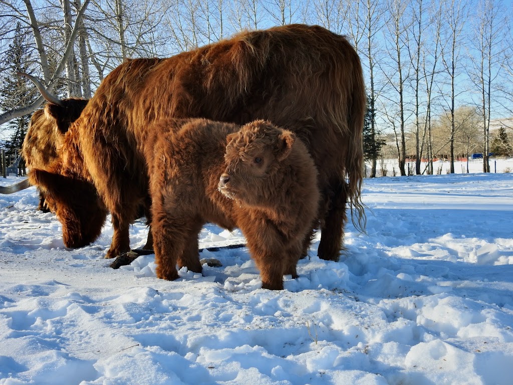 Hartell Homestead | AB-543, Turner Valley, AB T0L 2A0, Canada | Phone: (587) 873-6027