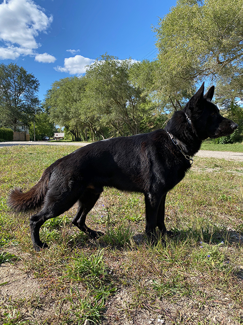 OPD-K9 German Shepherds | 1245 Beaverdale Rd, Cambridge, ON N3C 2V3, Canada | Phone: (226) 972-1720