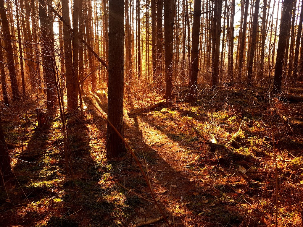 Nashville Conservation Reserve | Ontario, Canada