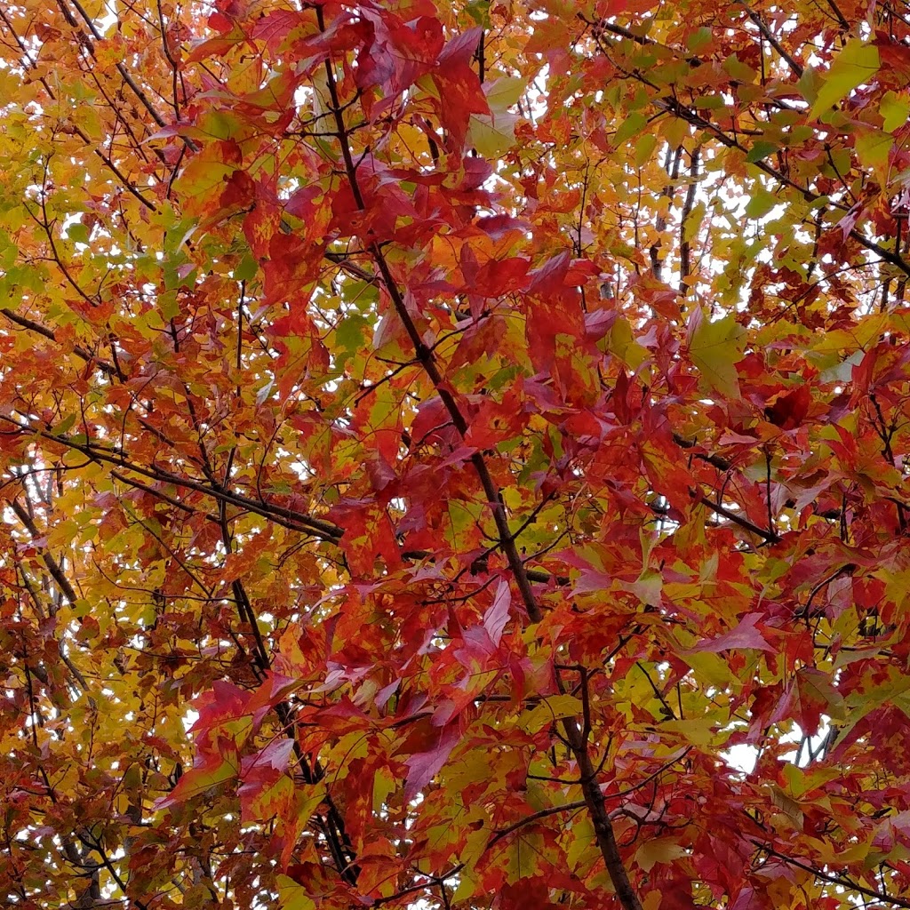 Parc de la Rivière Beauport Sud | Unnamed Road, Québec, QC G1E 4S8, Canada