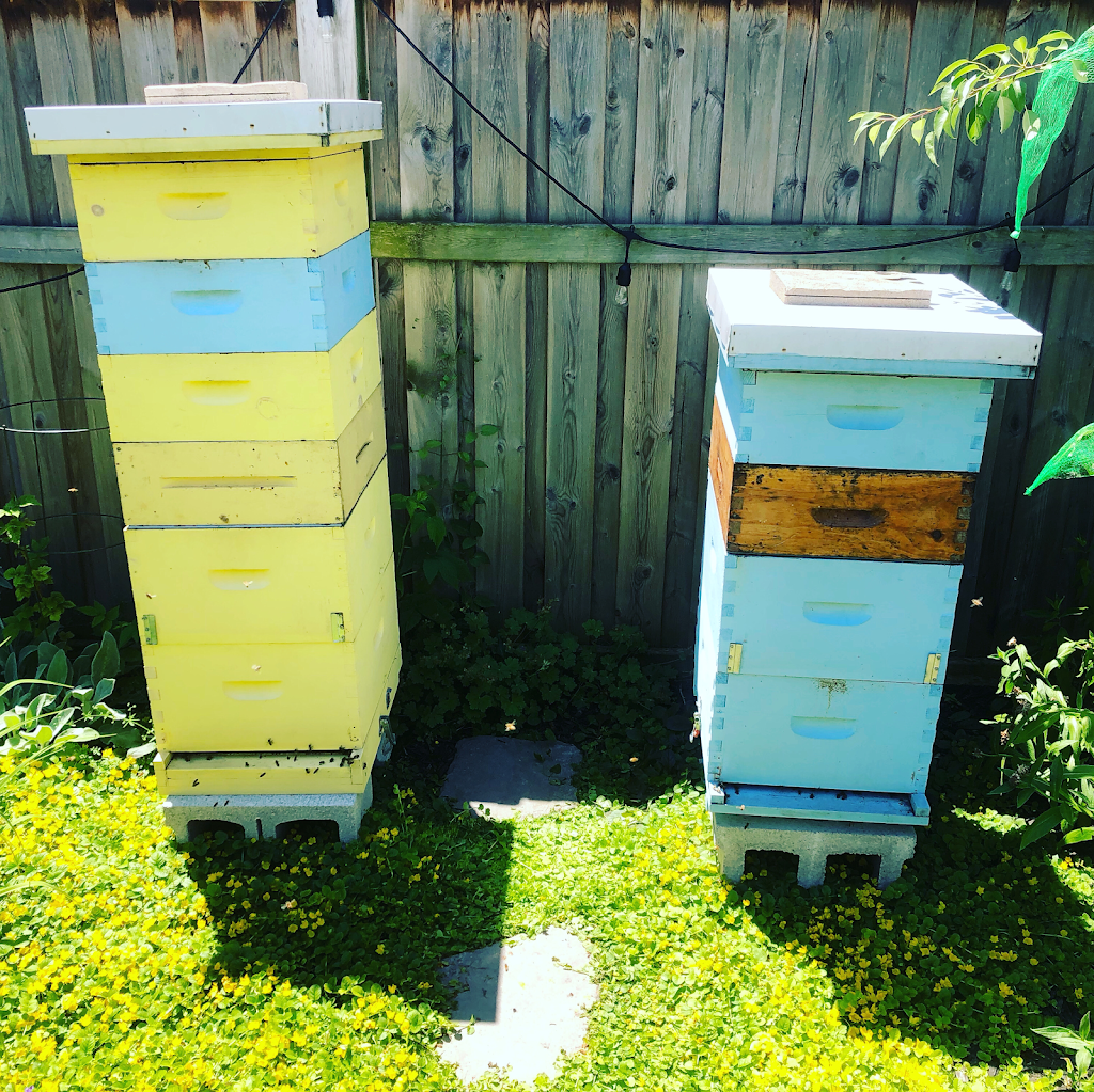 Beetown Honey | 4746 DeForest Cres, Burlington, ON L7M 0K1, Canada | Phone: (905) 870-5563