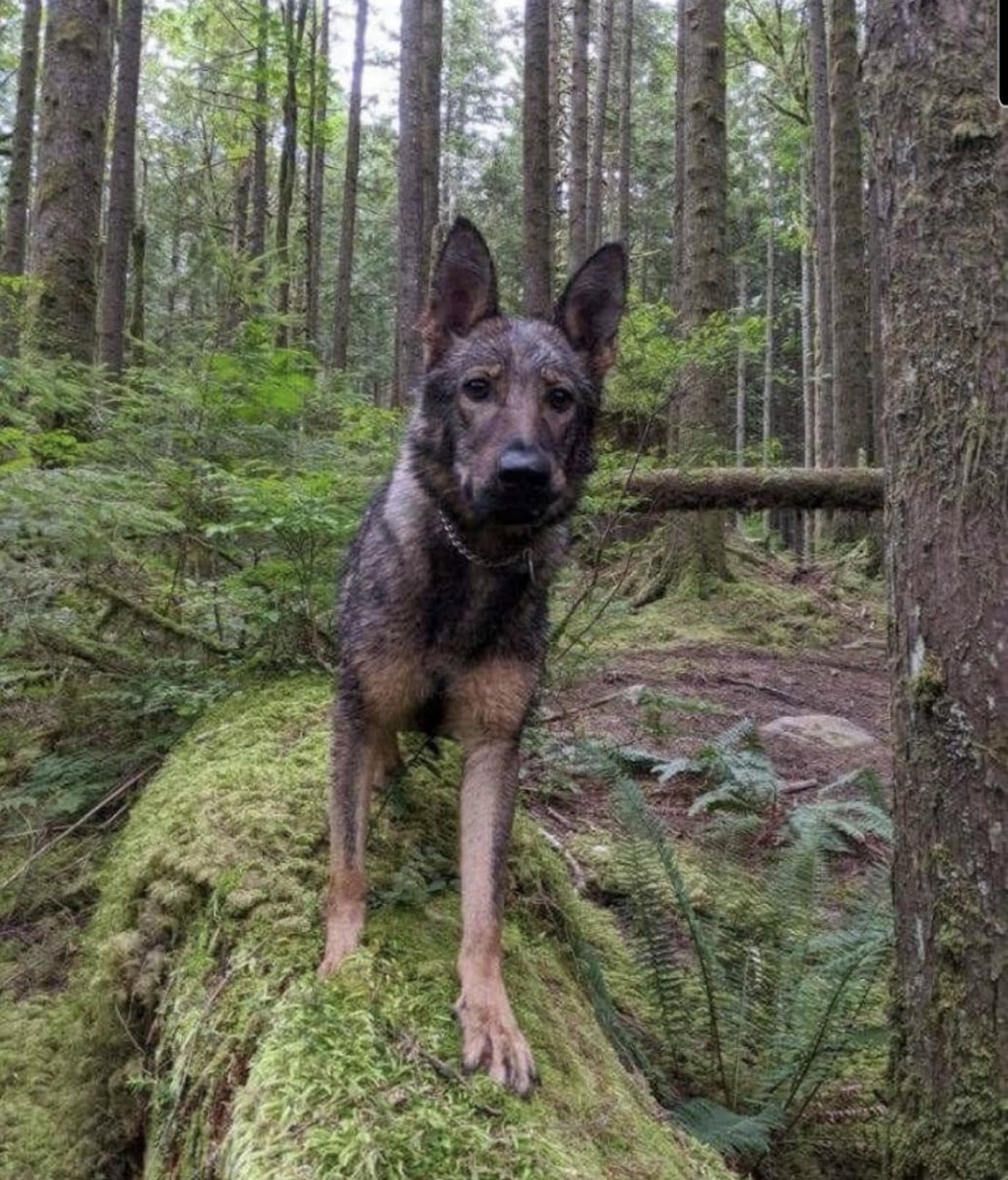 Alpha Dog Training | 33206 14 Ave, Mission, BC V2V 2P6, Canada | Phone: (416) 875-9453