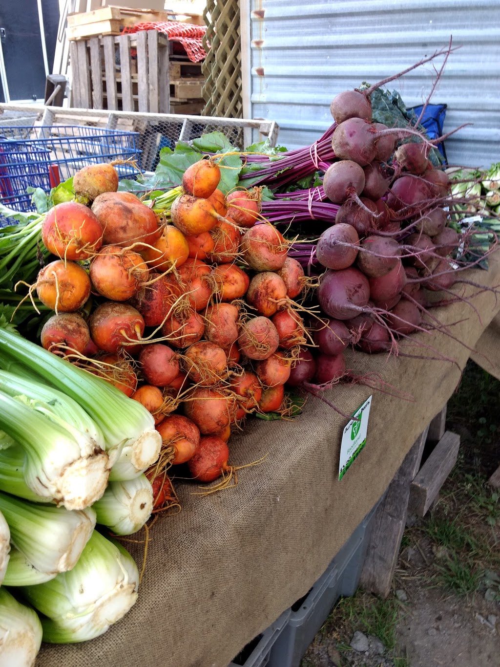 Canal Road Farmers Market-Holland Marsh Food Market | 1153 Canal Rd, Bradford, ON L3Z 2A6, Canada | Phone: (416) 577-1241