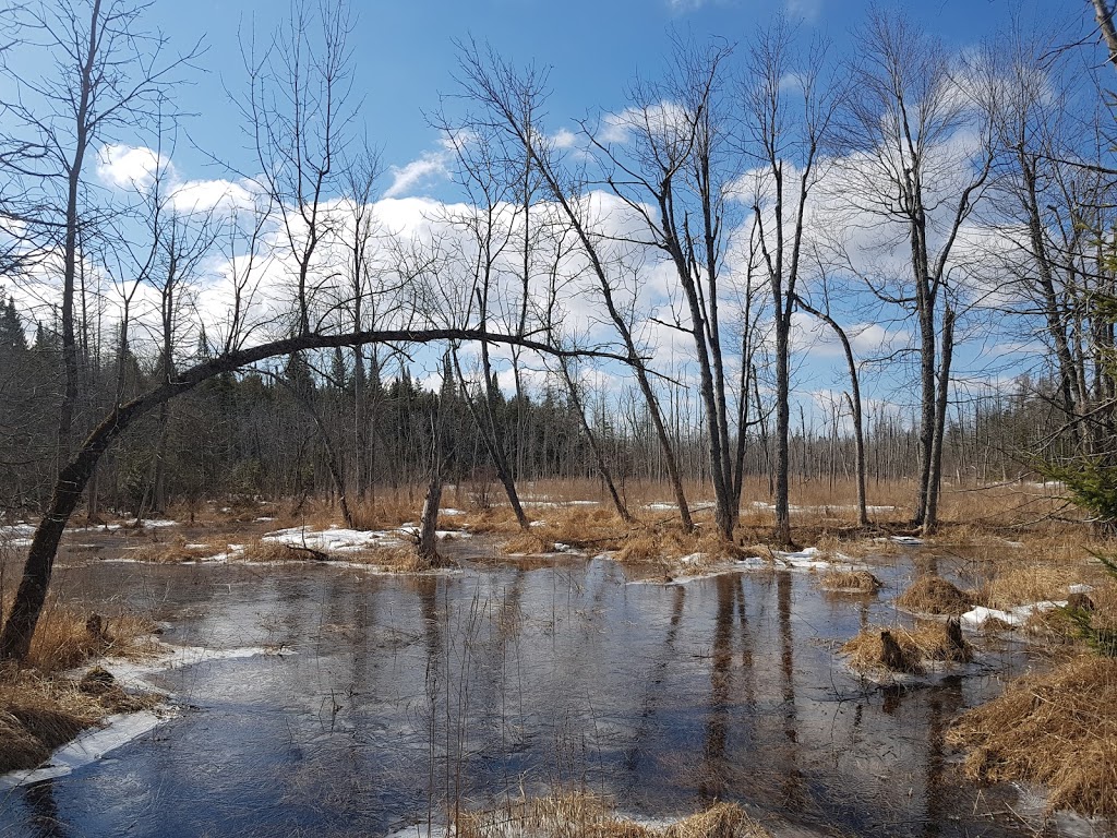 Marlborough Forest | Munster Hamlet - Richmond, Ottawa, ON K0A 2Z0, Canada