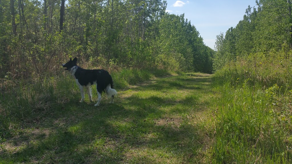 Bilby Natural Area | Range Rd 14, Onoway, AB T0E 1V0, Canada | Phone: (780) 960-8170