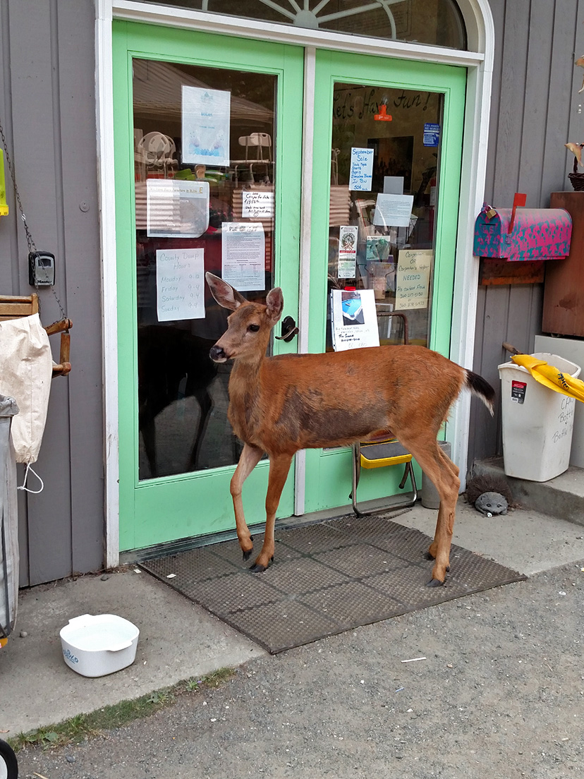 Community Treasures | 6739 Roche Harbor Rd, Friday Harbor, WA 98250, USA | Phone: (360) 370-5562