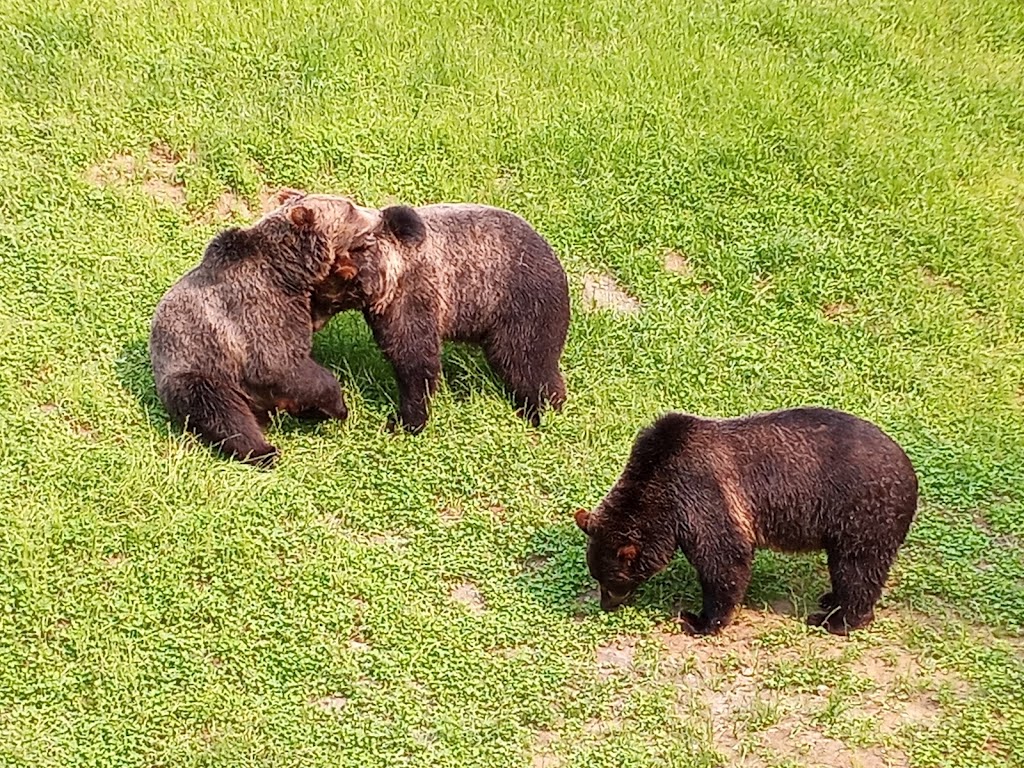 Zoo Sauvage de Saint-Felicien | 2230 Bd du Jardin, Saint-Félicien, QC G8K 0H1, Canada | Phone: (418) 679-0543