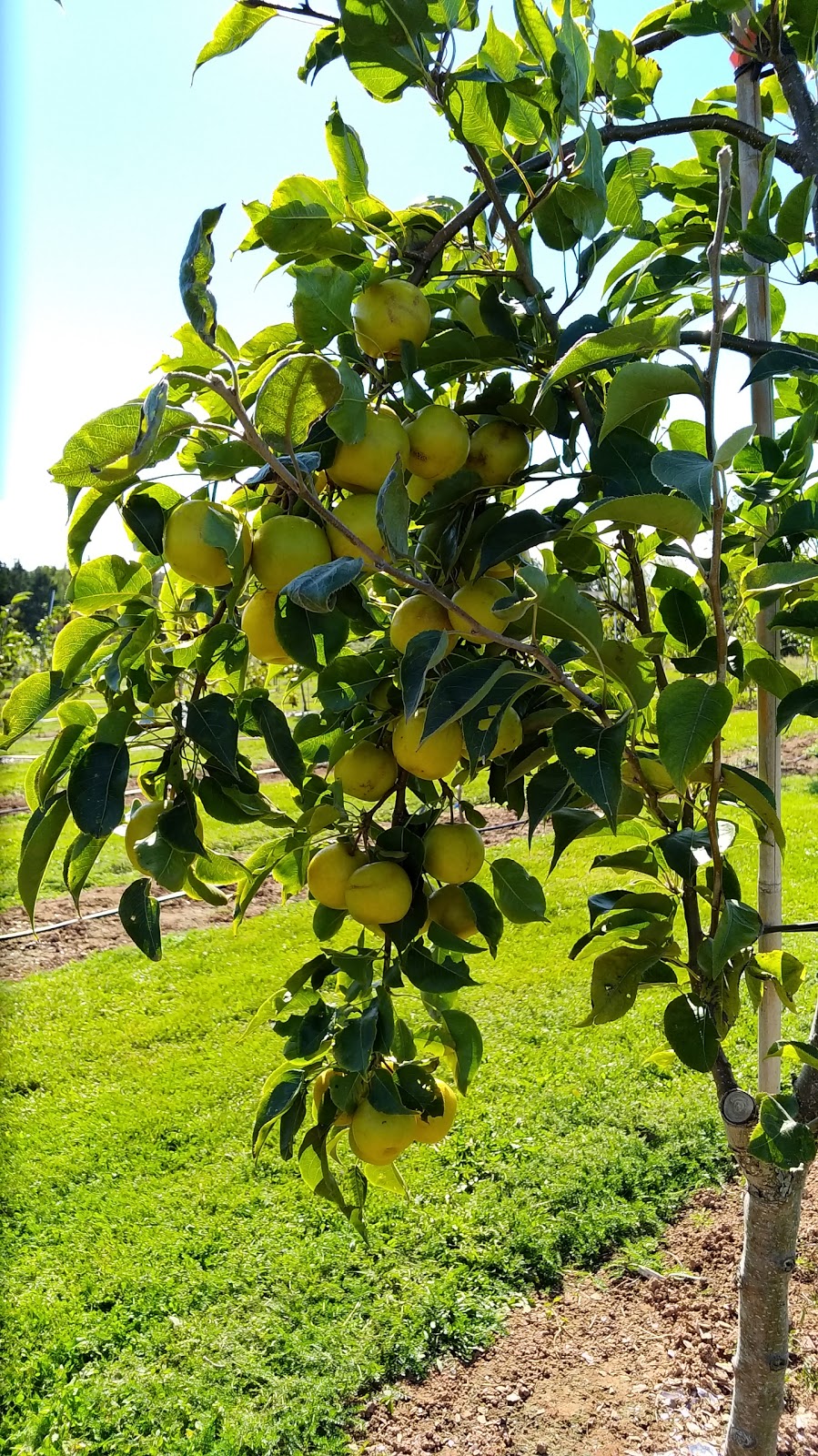 The Grove Orchard And U-Pick | 2100 PE-248, Warren Grove, PE C0A 1H5, Canada | Phone: (902) 628-7434