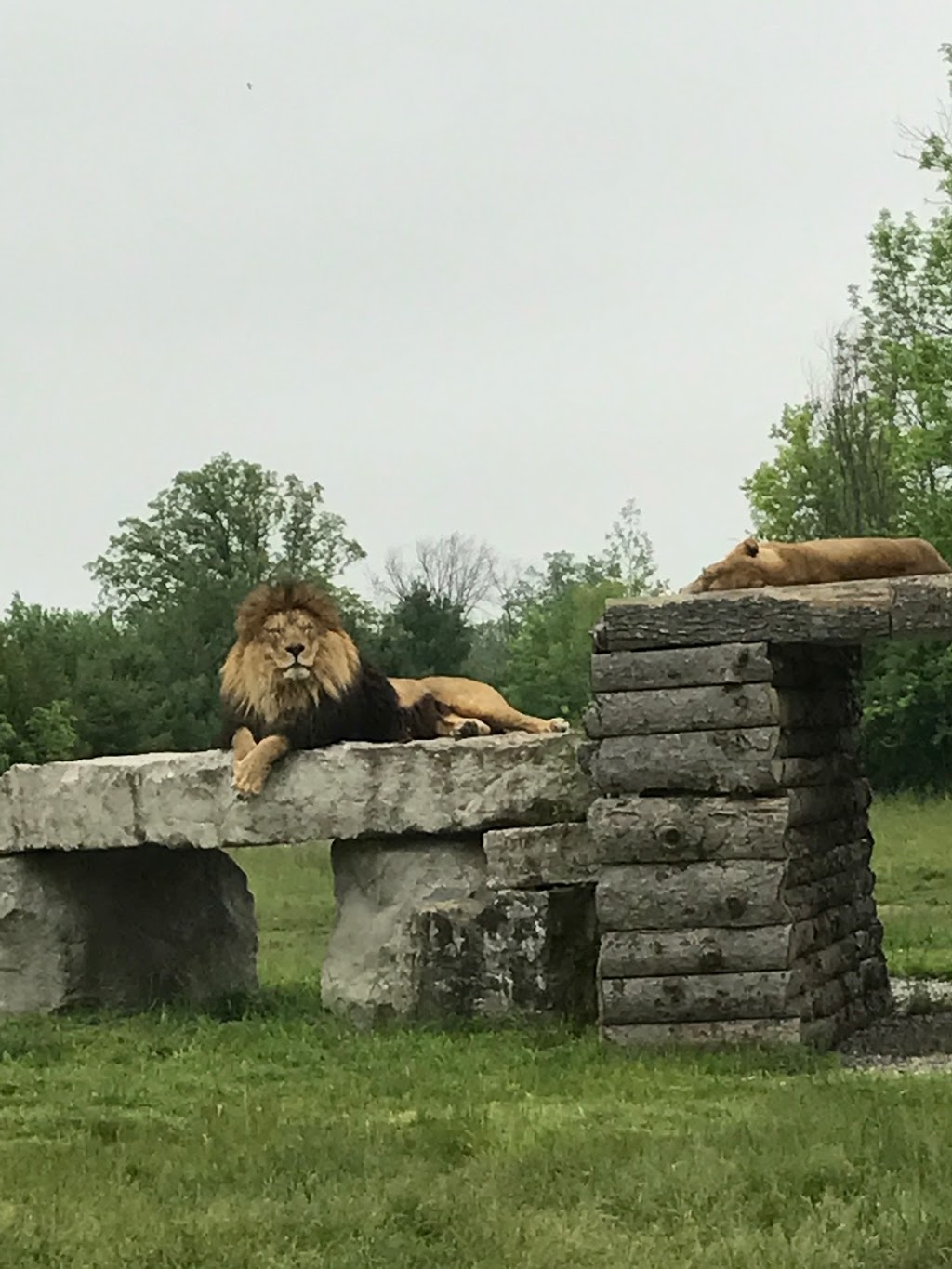 African Lion Exhibit | Fort Erie, ON, Canada