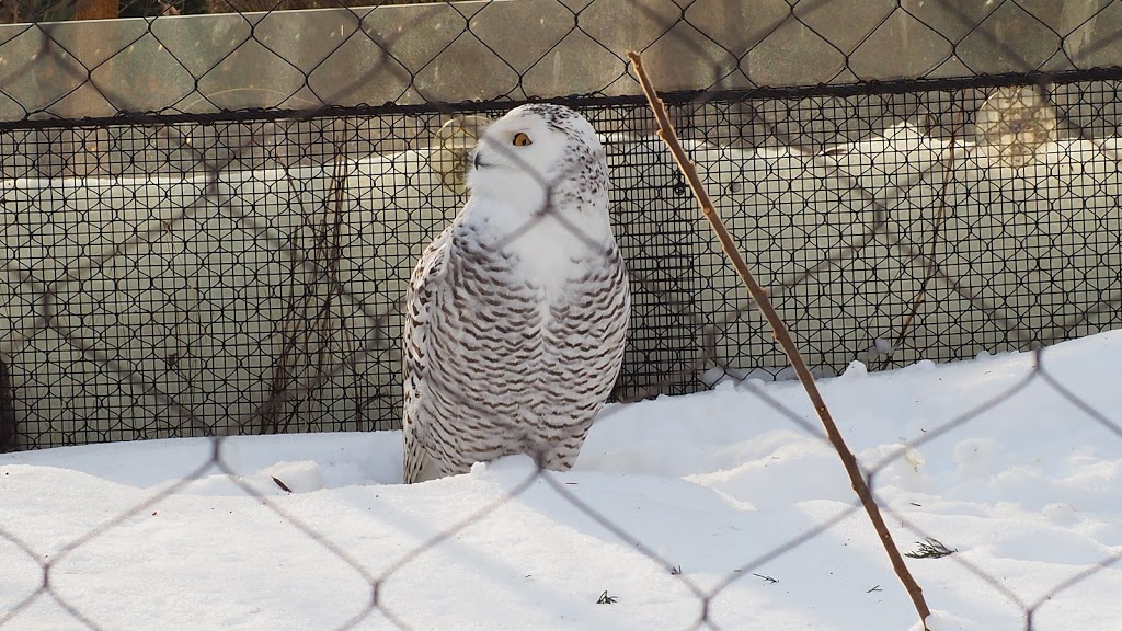 Snowy Owl Exhibit | 2000 Meadowvale Rd, Scarborough, ON M1B 5K7, Canada | Phone: (416) 392-5929