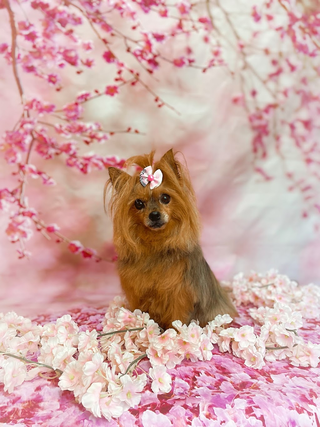 My Diva Dog | 447 Forest Lea Rd, Pembroke, ON K8A 6W6, Canada | Phone: (613) 735-2725