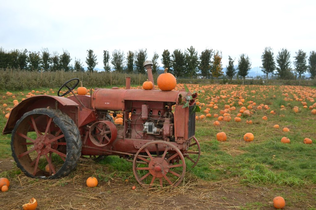 Applebarn Pumpkin Farm (Taves Farms) | 333 Gladwin Rd, Abbotsford, BC V2S 8A7, Canada | Phone: (604) 853-3108