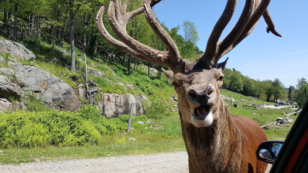 Parc Omega | 399 QC-323, Montebello, QC J0V 1L0, Canada | Phone: (819) 423-5487