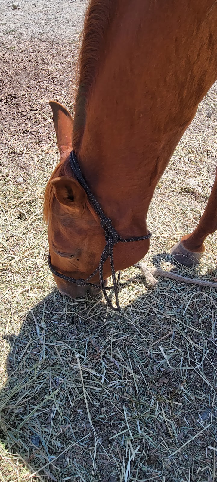 Adventures On Horseback | 7476 Prospect St, Pemberton, BC V0N 2L0, Canada | Phone: (604) 894-6269