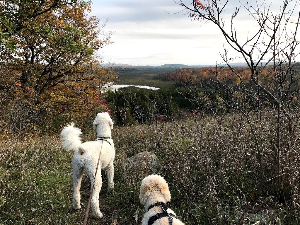 Windy Ridge Conservation Area | 998 Mt Horeb Rd, Omemee, ON K0L 2W0, Canada | Phone: (705) 328-2271