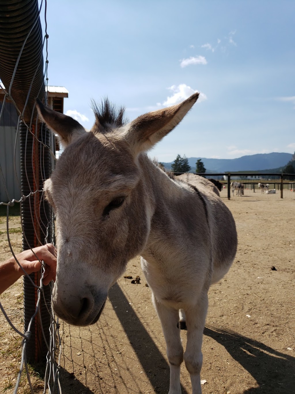 Turtle Valley Donkey Refuge | 7877 Skimikin Rd, Chase, BC V0E 1M1, Canada | Phone: (250) 679-2778