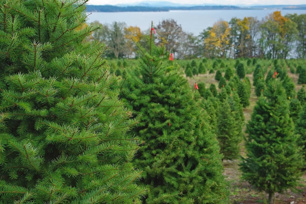 Wintergreen Christmas Tree Farm | 625 Kilmalu Rd, Mill Bay, BC V0R 2P2, Canada | Phone: (250) 743-2514