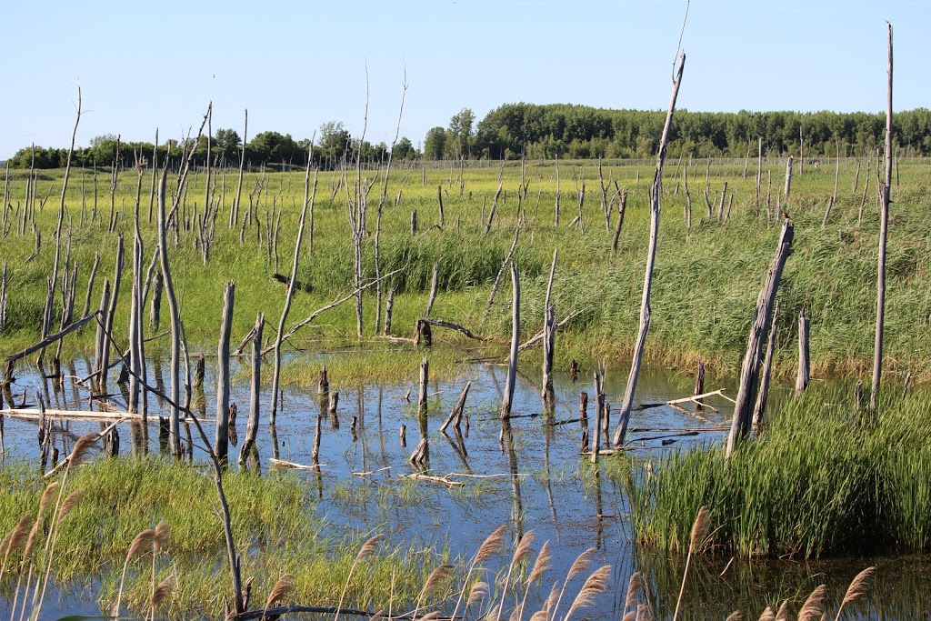 Halte Du Heron | Unnamed Road, Saint-Louis-de-Gonzague, QC J0S 1T0, Canada