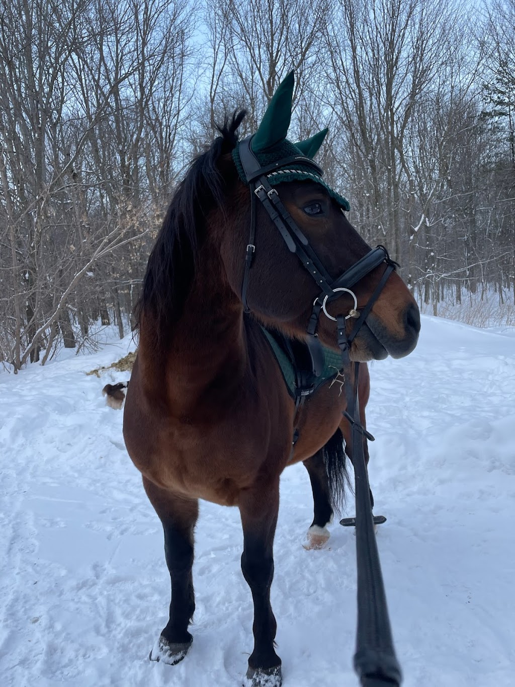 Celestine Stables | 2572 Mnt dAlstonvale, Vaudreuil-Dorion, QC J7V 0K5, Canada | Phone: (514) 516-8718