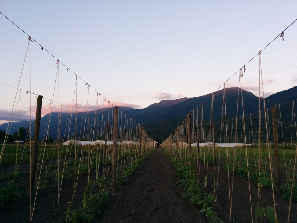 Forstbauer Family Natural Food Farm | 49350 Prairie Central Rd, Chilliwack, BC V2P 6H3, Canada | Phone: (604) 794-3999