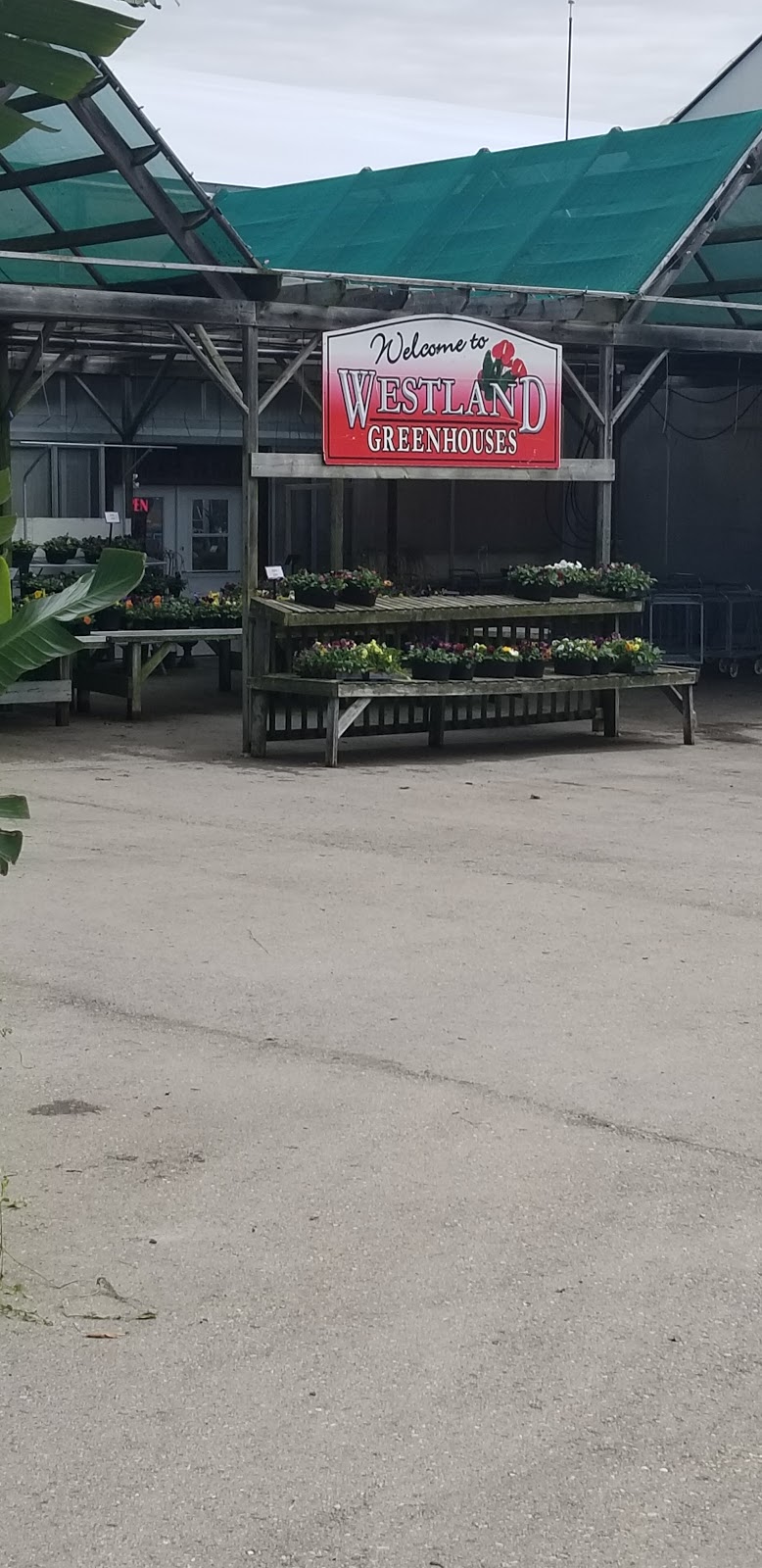 Westland Greenhouses | 10133 Lakeshore Rd, Grand Bend, ON N0M 1T0, Canada | Phone: (519) 238-1321