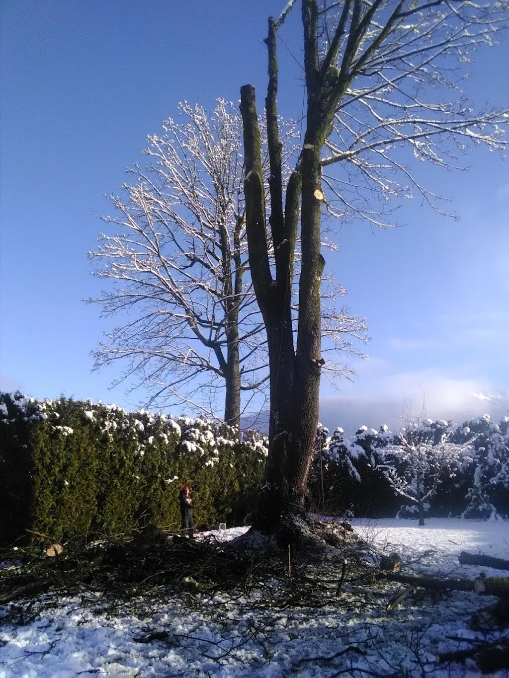 Agassiz Hedge & Tree Service | 2894 Cameron Rd, Agassiz, BC V0M 1A0, Canada | Phone: (604) 703-3934