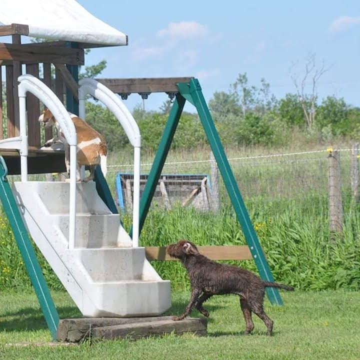 Second Home Pet Boarding | 2363 Ridgemount Rd, Stevensville, ON L0S 1S0, Canada | Phone: (905) 991-3647