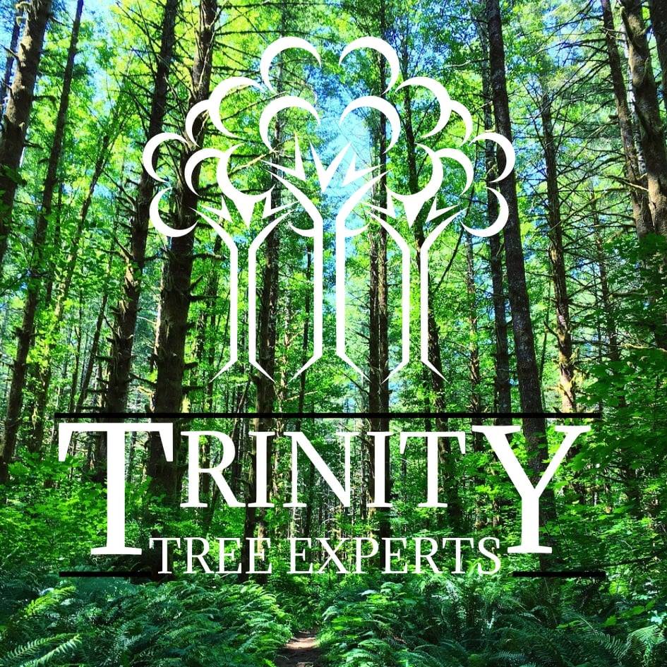 Trinity Tree Experts | 127 Ibbotson Close, Red Deer, AB T4R 0C4, Canada | Phone: (403) 667-5750