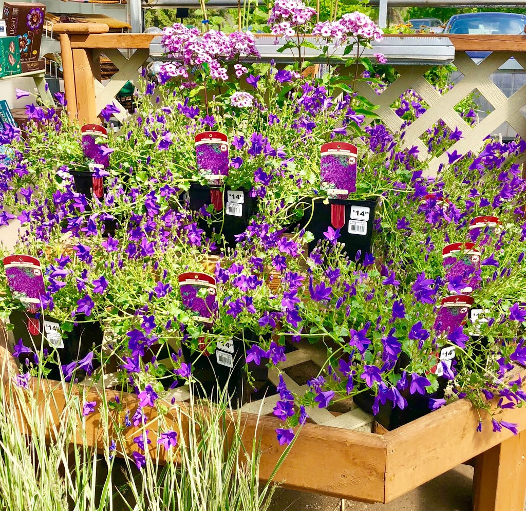 Millcreek Nursery Ltd | 3103 17 St NW, Edmonton, AB T6T 1H9, Canada | Phone: (780) 469-8733