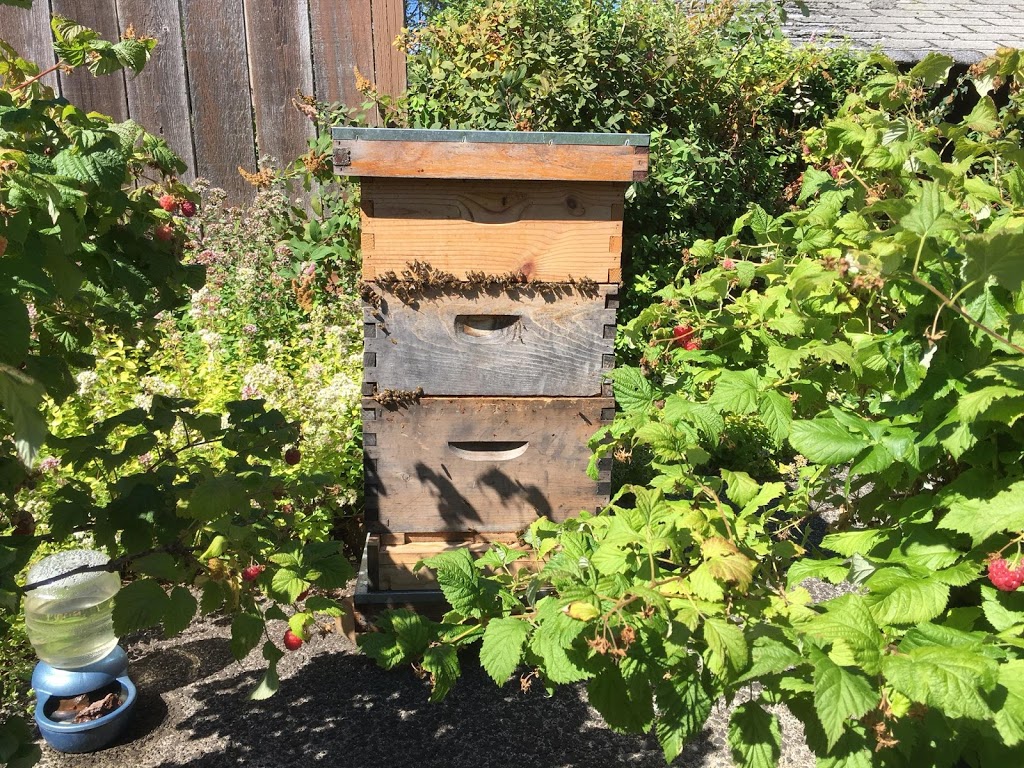 BC Bee Supply | 4759 Hastings St, Burnaby, BC V5C 2K8, Canada | Phone: (236) 888-1484