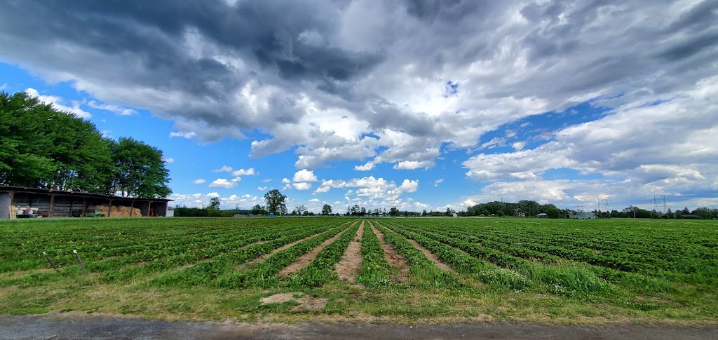 Hubert Sauvé Farm | 140 Rang du Milieu, Salaberry-de-Valleyfield, QC J6S 0E7, Canada | Phone: (450) 373-2979