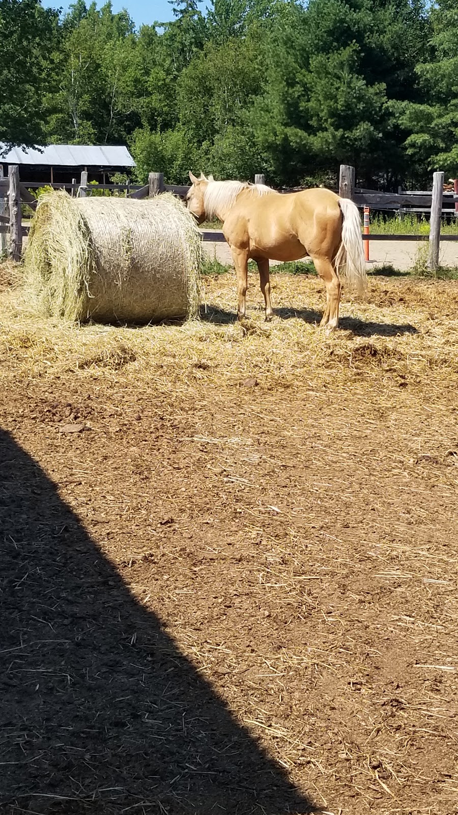 Saddle Tramp Stables | 512 Lockstead Road, Lockstead, NB E9B 1L8, Canada | Phone: (506) 627-6811