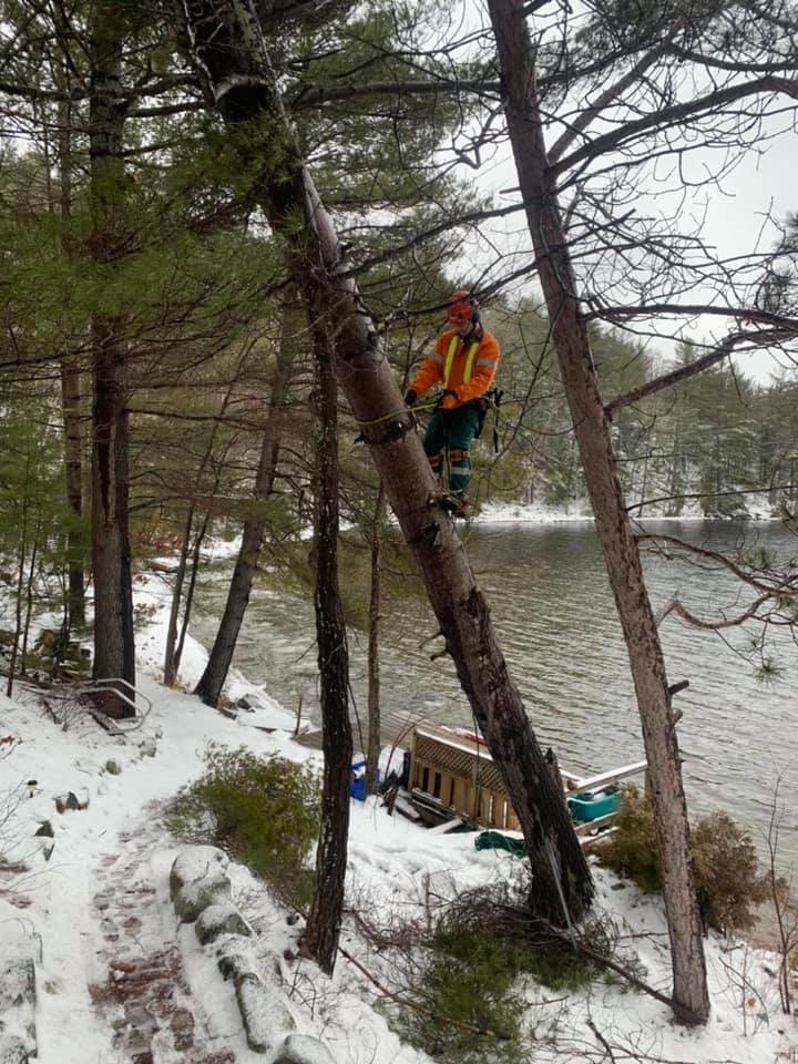 Sargeant Tree Removal | 17761 Road 509, Sharbot Lake, ON K0H 2P0, Canada | Phone: (613) 876-3315