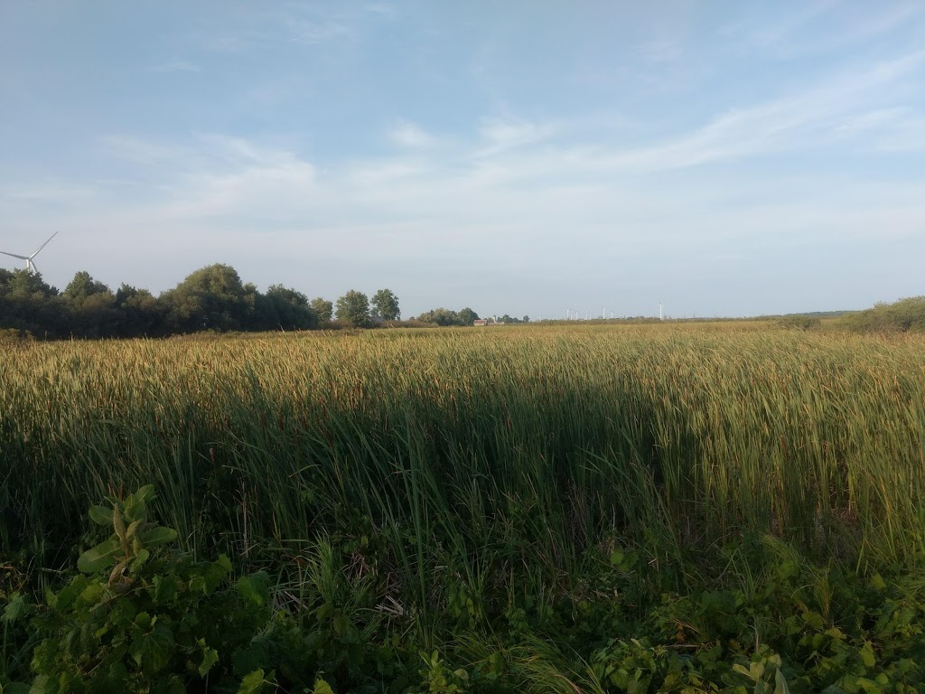 Sand Beach Wetlands Conservation Area | Concession Rd 3, Stella, ON K0H 2S0, Canada