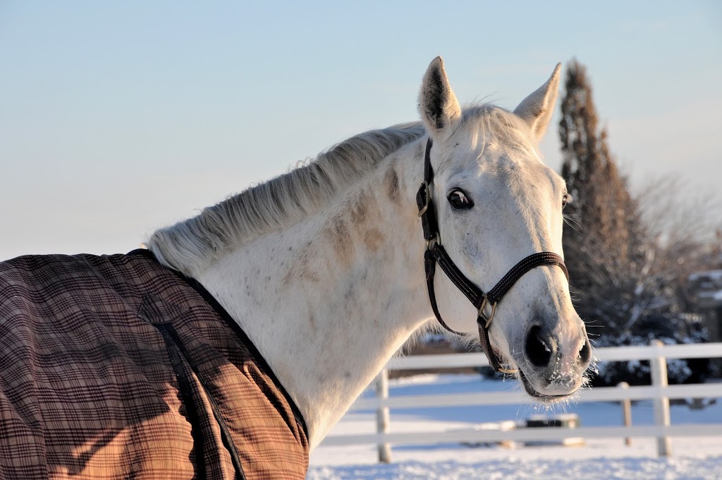 Top Rail Stables Inc. | 16406 5 Sideroad, Norval, ON L0P 1K0, Canada | Phone: (905) 877-8007