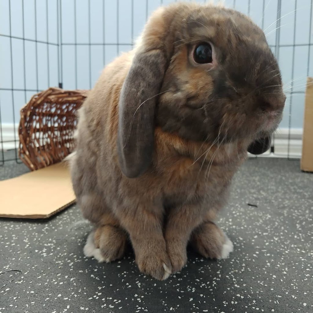 Rabbit Day Care Guelph | 77 Laughland Ln, Guelph, ON N1L 0C6, Canada | Phone: (519) 860-0522