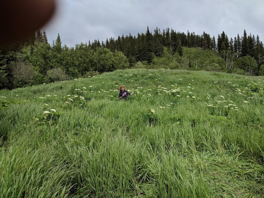 Sibbald Meadows Pond - Provincial Recreation Area | Kananaskis, AB T0L, Canada | Phone: (403) 678-0760