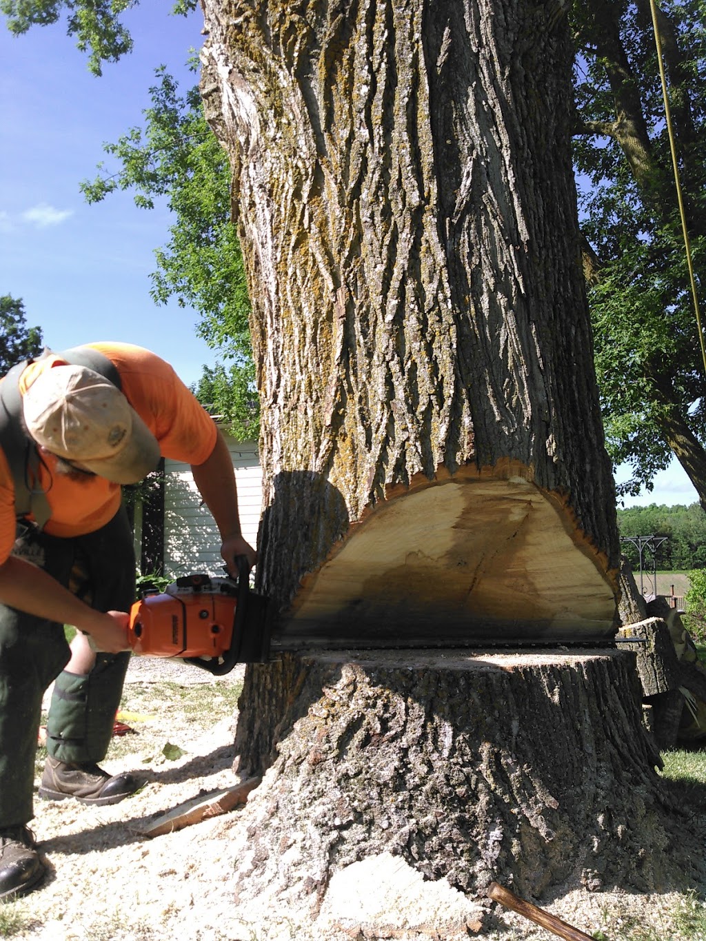 Grenacres Tree Removal Services, Arborist Services | 12698 2 Line, Campbellville, ON L0P 1B0, Canada | Phone: (647) 995-7010