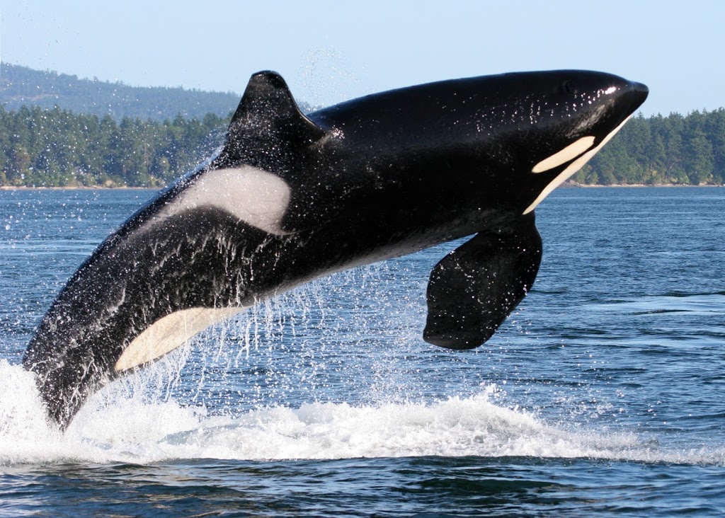 R&R Whale Watching Charters | 2201 Skyline Way, Anacortes, WA 98221, USA | Phone: (360) 941-6515