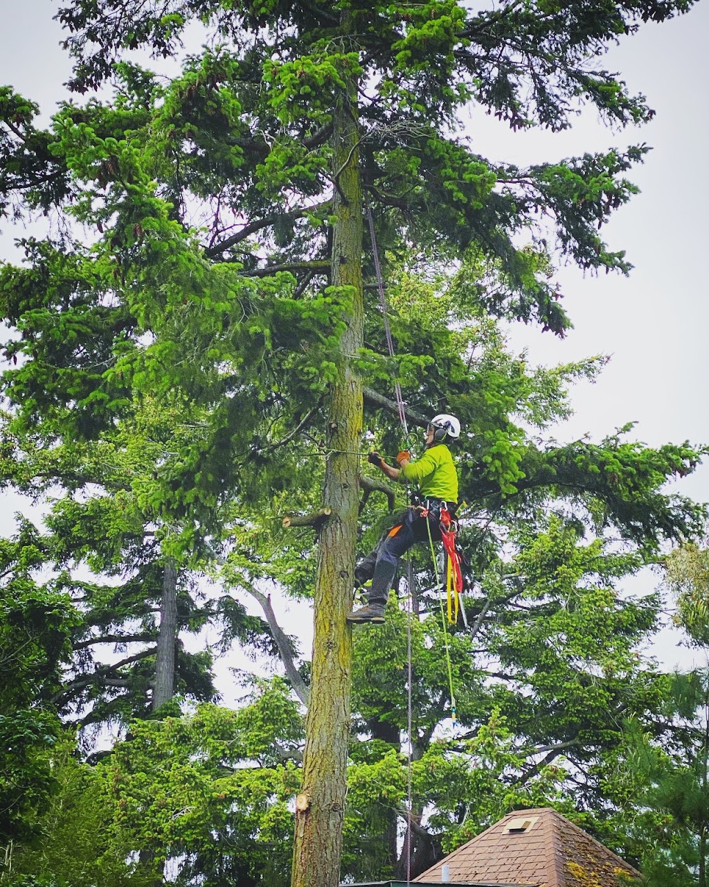 Pacific Roots Tree Service | 3085 Island View Rd, Saanichton, BC V8M 1W3, Canada | Phone: (778) 678-1933