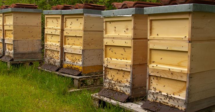 Ontario Beekeepers Association | West Door C, 5420 Hwy 6 Suite 185, Guelph, ON N1H 6J2, Canada | Phone: (905) 636-0661