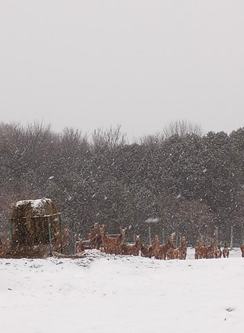 Ferme Richard Lemay - Cerfs Rouges | 232 Rte des Seigneurs, Saint-André-dArgenteuil, QC J0V 1X0, Canada | Phone: (450) 528-8230