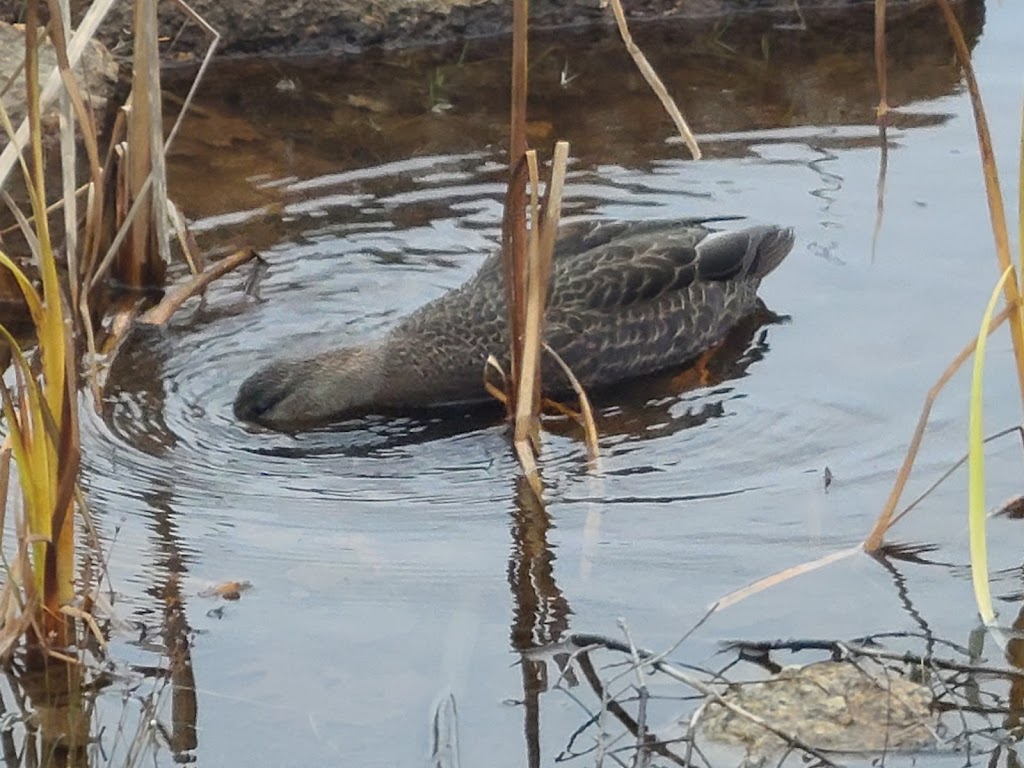 Long Lake Adventure Company | 75 Old Sambro Rd, Halifax, NS B3R 1R1, Canada | Phone: (902) 830-7688