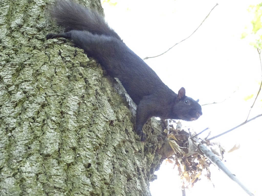 Spring Creek Nature Trails | High Park Gardens, Toronto, ON M6R 1S9, Canada